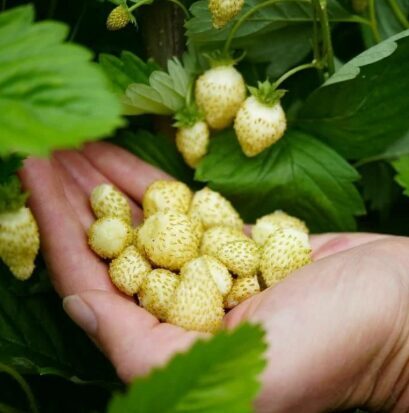 Balto mēnešzemeņu komplekts - 6 stādi